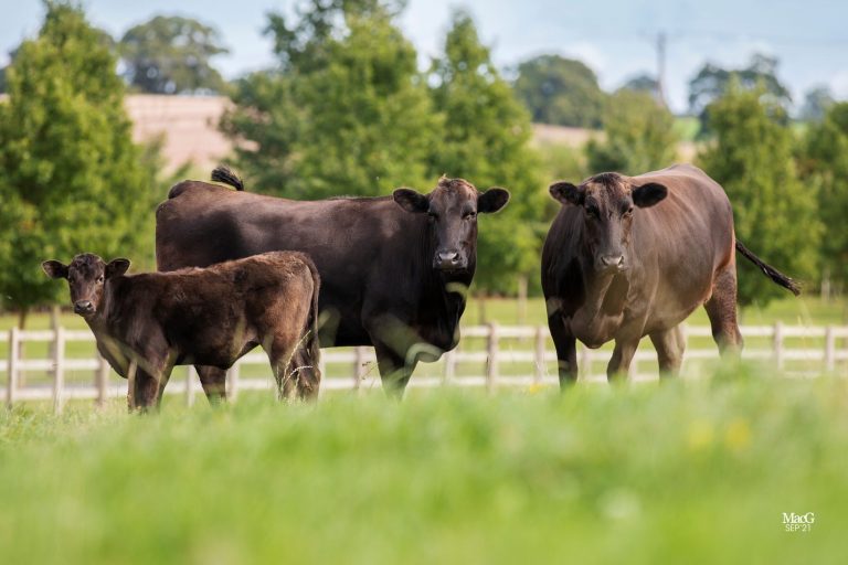 two cows and a calf standing in a field